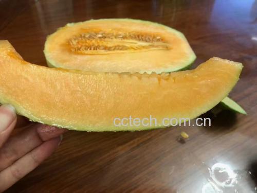哈密瓜的果实特写