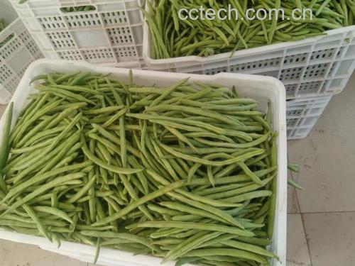健康四季豆食谱示意图