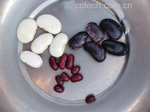 绿心蚕豆与普通蚕豆对比图