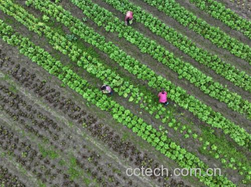 家庭厨房场景:木质料理台上摆放四只玻璃罐,分别盛装苏子仁、北杏仁、黄芩片、甘草片,标签清晰标注“甘肃靖远”“河北安国”“甘肃陇西”“宁夏中宁”及采收年份;旁置电子秤(显示2.0g)与陶瓷研钵