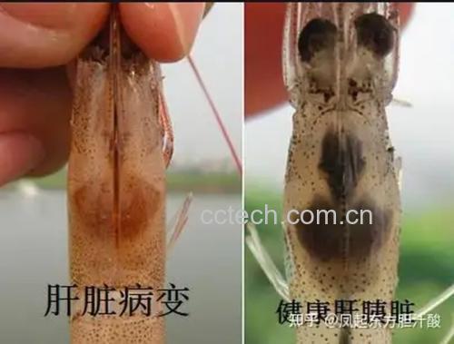 显微镜下正常对虾肌肉纤维与白肉对虾肌肉纤维对比图