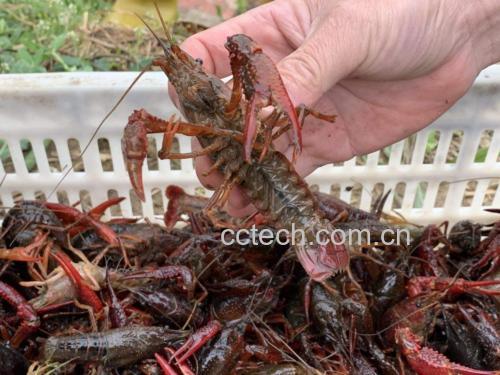 小龙虾与男性健康生活场景