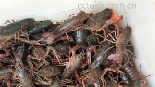 热锅冷油炒小龙虾过程图