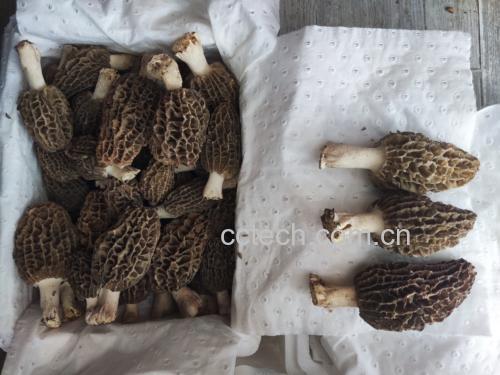 羊肚菌烹饪图
