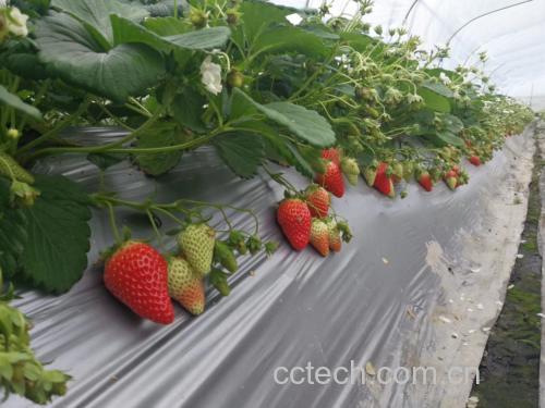 科研场景插画：实验室中研究员手持草莓提取液样本，背景为显微镜下草莓花青素晶体结构图与血糖监测曲线图叠合，右下角标注“Clinical Evidence Based”