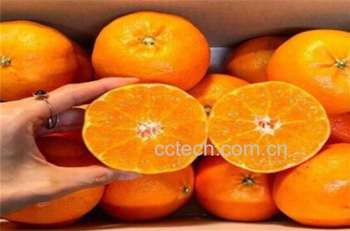 橙子与橘子对比图