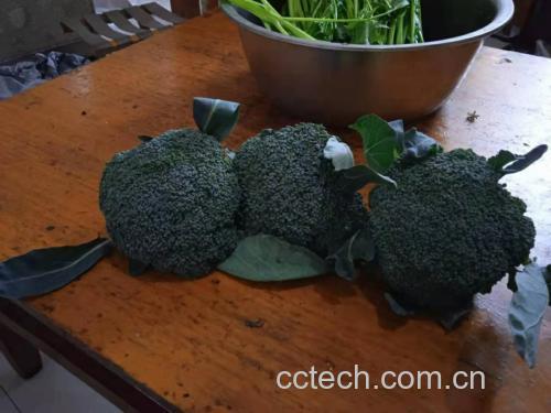 海虾与西兰花的食材展示