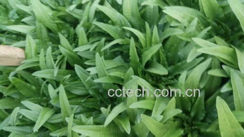 空心菜与油麦菜的外观对比图