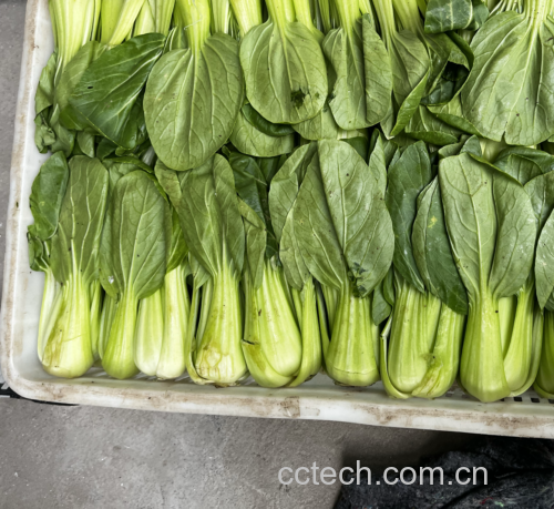 焯水后的油菜苗
