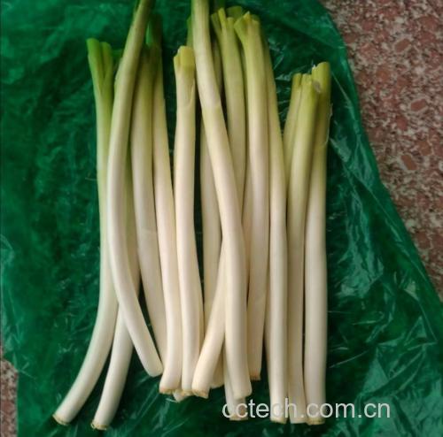 大葱炒菜示意图