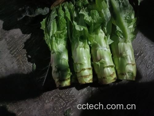 莴苣炒鸡蛋成品图