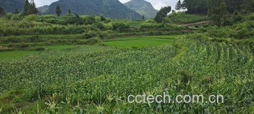 玉米地田园风光