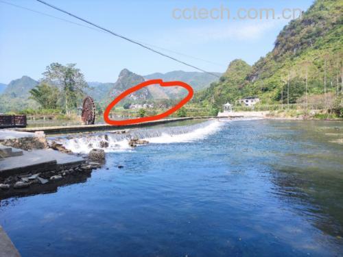 千禧圣女果田间挂果图：植株健壮、叶片浓绿，果串下垂自然，果实大小均匀、色泽一致，无日灼或裂果