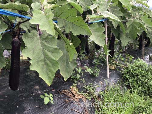 南非醉茄整株形态特写:灰绿色匍匐灌木,高30–60 cm,茎被短柔毛;叶片卵形至椭圆形,长5–10 cm,叶缘全缘或微波状,叶面疏被白色绒毛;可见腋生小花,花冠钟形、黄绿色,直径约4 mm,具明显5裂片