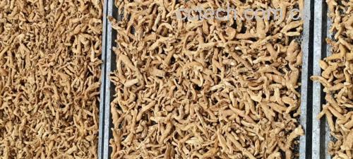 熟地黄的正确食用方法与禁忌人群说明图
