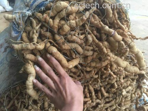南非醉茄干燥根药材特写:呈不规则圆柱形或纺锤形,长5–15 cm,直径0.5–2 cm;表面浅棕黄色至灰棕色,具纵皱纹与横向皮孔;断面类白色,粉性,气微香,味微苦后甘