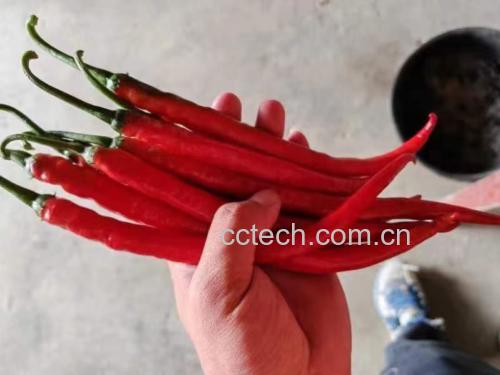 家庭厨房场景：厨师手持新鲜红椒切丝，砧板旁放置维生素C试纸（显示强阳性反应）与辣椒素快速检测试纸（显示阴性）