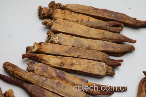 高丽参红参生长环境实景:朝鲜半岛北部坡地,黑色腐殖土覆盖,植株行距整齐,遮阳网下可见典型掌状复叶与红色成熟果实