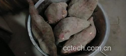 烟薯能用微波炉烤吗 - 新鲜烟薯与微波炉摆放对比图