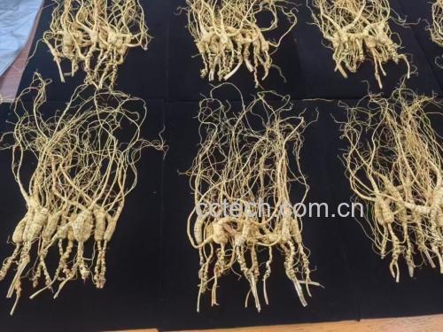 花旗参原产地美国威斯康星州有机种植基地实景航拍图