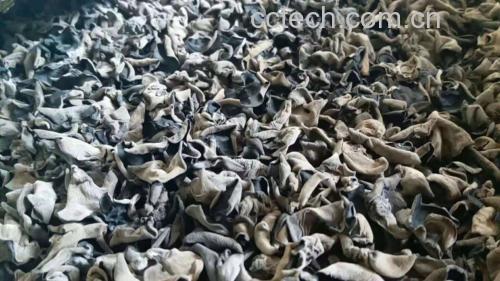 东北秋木耳干品特写图:深乌褐色耳片,背面覆盖细密灰白色绒毛,正面可见清晰霜纹状微褶皱,尺寸标注尺显示单片直径3.5–4.2cm