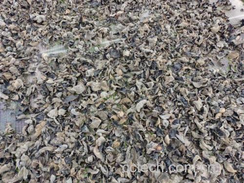 东北秋木耳真伪鉴别实验图:左侧为真品秋木耳(水浸液清亮微黄、火烧灰白絮状、折断清脆),右侧为染色伏耳(水浸棕红、火烧黑渣、折断弯曲),背景为实验室pH试纸与电子天平