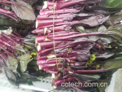 红菜苔幼苗菜肴应用