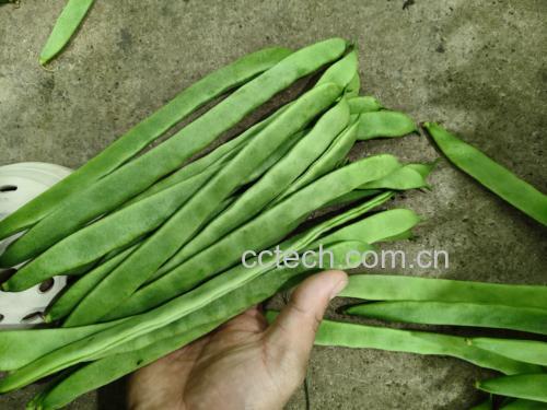 绿扁豆新鲜采摘特写：带露水的翠绿豆荚整齐排列在竹筐中，豆荚表面覆有均匀蜡质白霜，顶端保留鲜嫩绿色花萼，无机械损伤或萎蔫