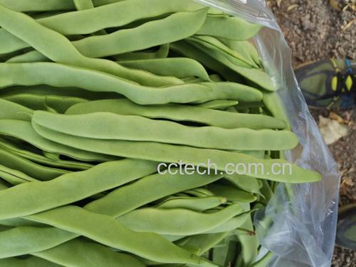 家庭厨房场景：手部特写正在用拇指按压绿扁豆豆荚中部测试弹性，豆荚平铺于竹制砧板上，背景可见带温度显示的家用冰箱冷藏室