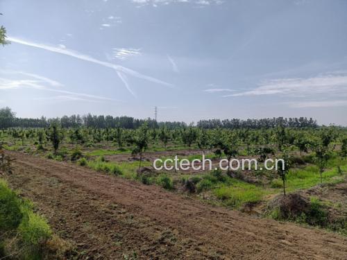 皇帝柑果园种植场景