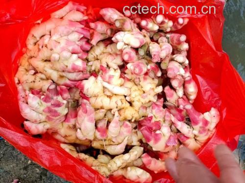子姜特写:带泥新鲜子姜块茎,表皮粉红泛光泽,顶部带淡绿色嫩芽,根须湿润鲜活,切面乳白多汁,可见明显维管束环状结构