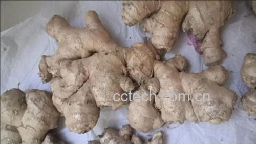 子姜与姜黄的植物形态对比图
