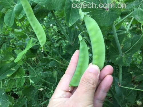 荷兰豆植株与新鲜豆荚特写