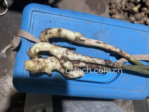 子姜切片展示姜疤与健康部位对比