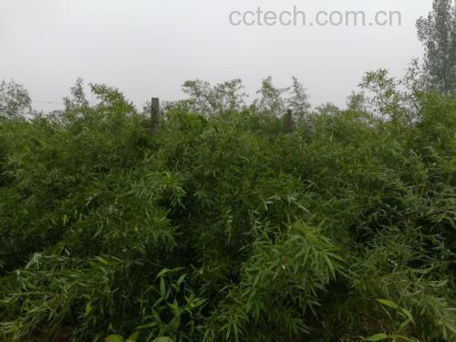 金虫草与金镶玉竹共生图