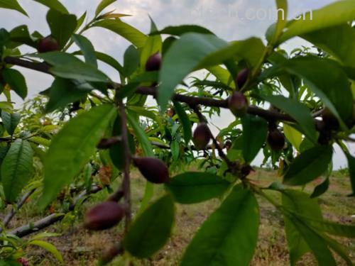 红桃（Prunus persica）盛花期特写，清晰展示5枚粉红色倒卵形花瓣、深褐色带绒毛花萼、20余枚白色花丝配橙黄花药，以及中央突出的绿色柱头