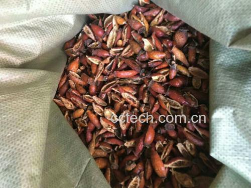 野菊花干品与鲜品对比图