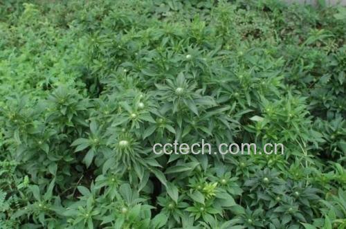 白术植株及干燥白术片特写