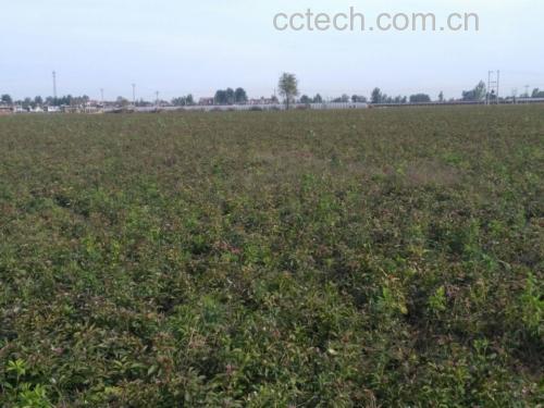 浙江磐安白术规范化种植基地航拍图:连片梯田式种植,植株整齐,土壤呈深褐色,远处可见云雾缭绕的括苍山脉
