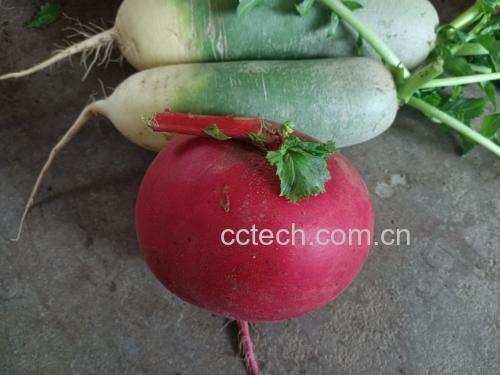 红皮萝卜与健康饮食搭配图