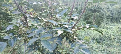 野山胡椒植物特写