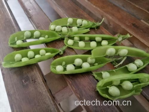 蚕豆实物图