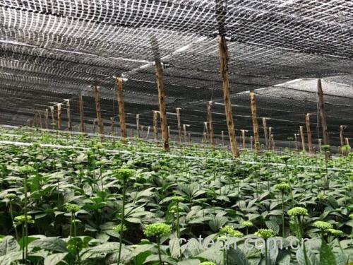 三七种植基地航拍实景图