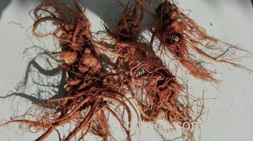 三七植物全株与干燥根对比图
