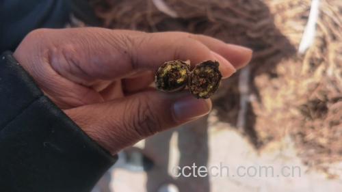 黄芩根横切面显微结构示意图