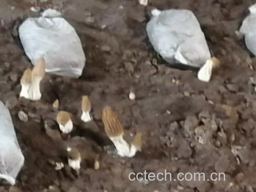 六妹与七妹新鲜子实体对比特写
