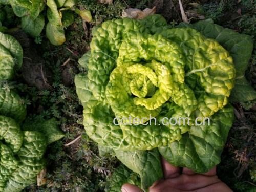 茼蒿在阳光下的新鲜图片