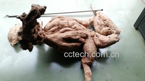 葛根和薏米组合食材展示