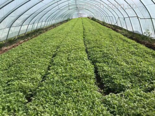 茼蒿植株结构分解图:清晰标注叶片(深绿色宽大羽状复叶)、嫩茎(浅绿带棱圆柱形,直径约3-4mm)、老茎(木质化褐色部分已切除)