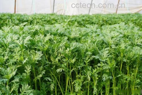 茼蒿植株特写